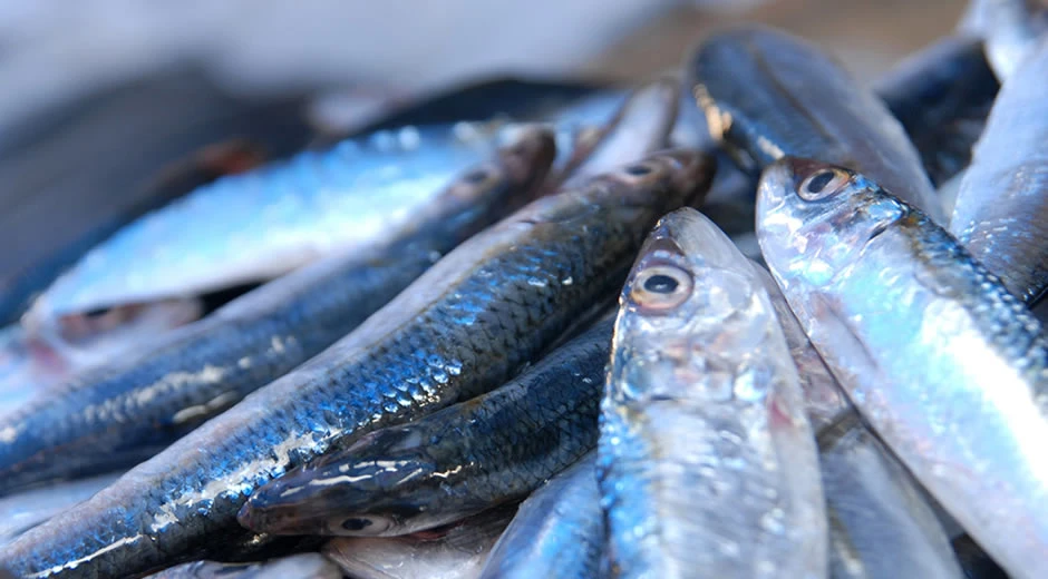 Selimiye Toptan Balık